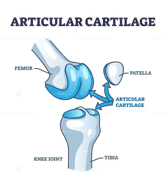 articular cartilage outline diagram 1