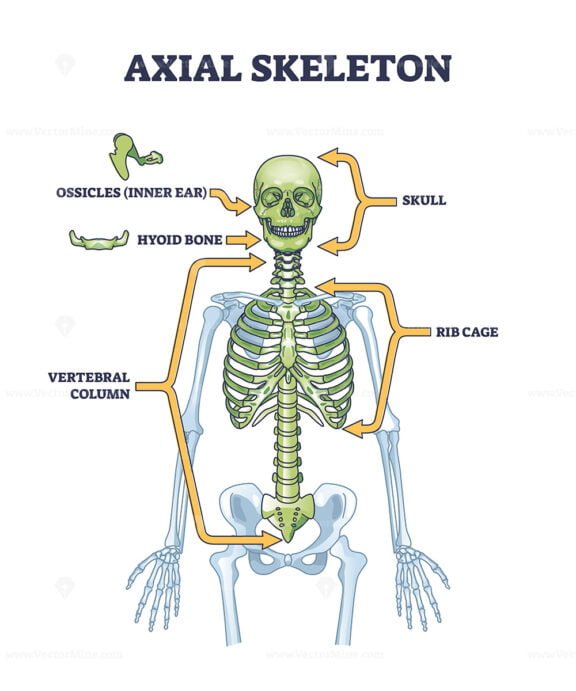 axial skeleton outline 1