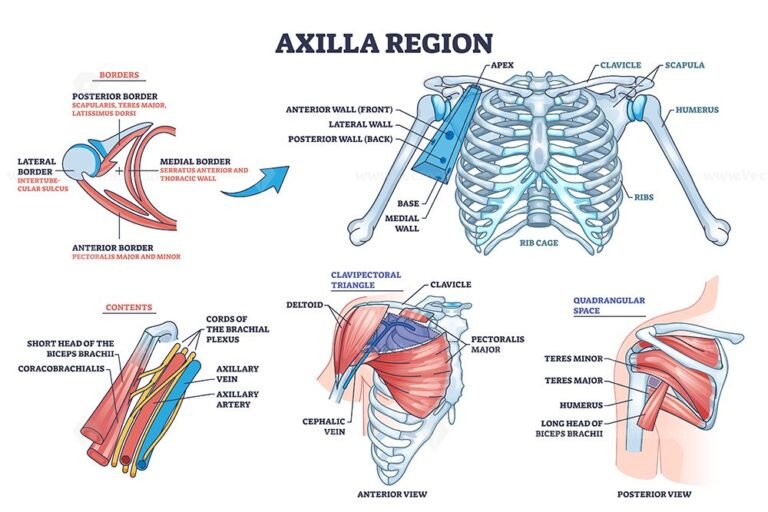 Axilla Region Anatomy With Skeletal And Muscular Structure Outline ...