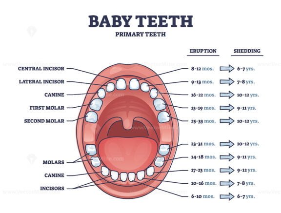 baby teeth outline 1