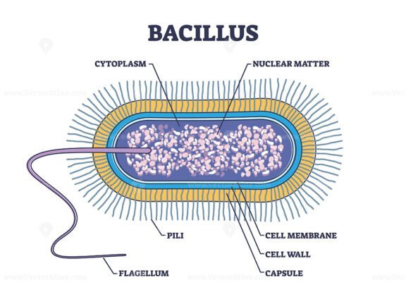 Bacillus anatomy with microscopic microbe medical structure outline ...