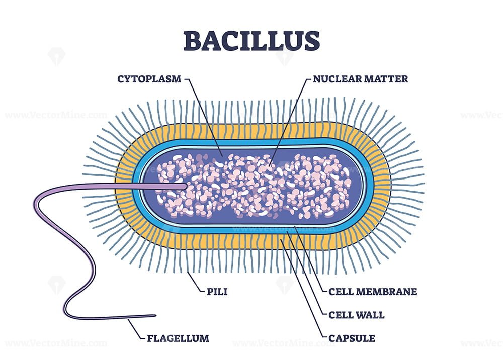 Bacillus anatomy with microscopic microbe medical structure outline