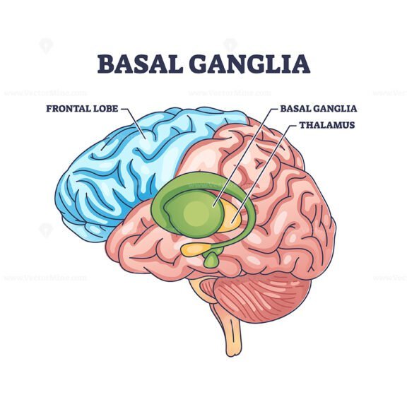 Basal Ganglia Or Nuclei Location And Human Brain Structure Outline ...