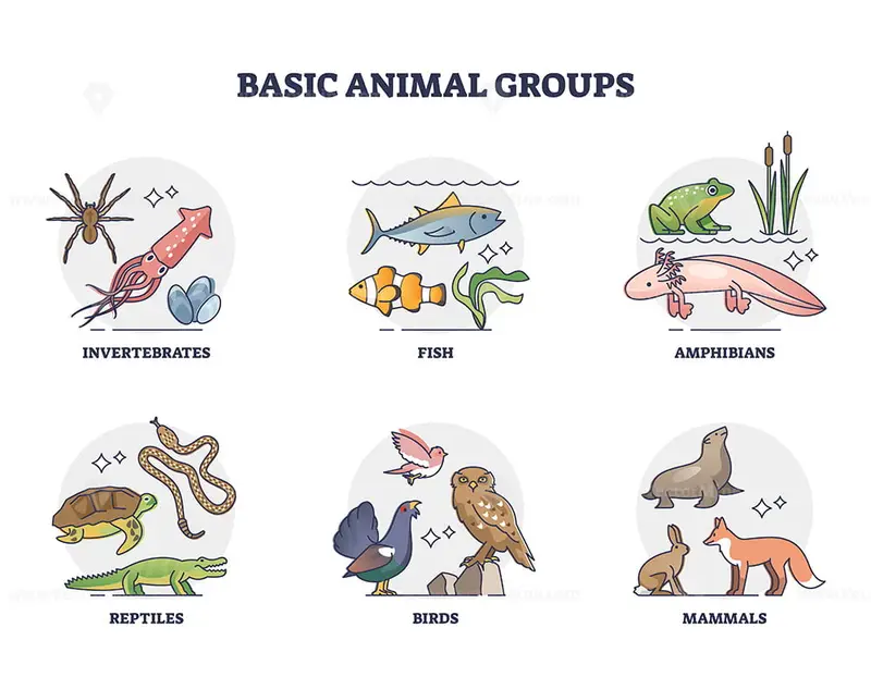Basic animal groups and biological nature categories division outline  diagram – VectorMine