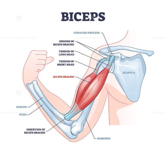biceps muscle outline diagram 1