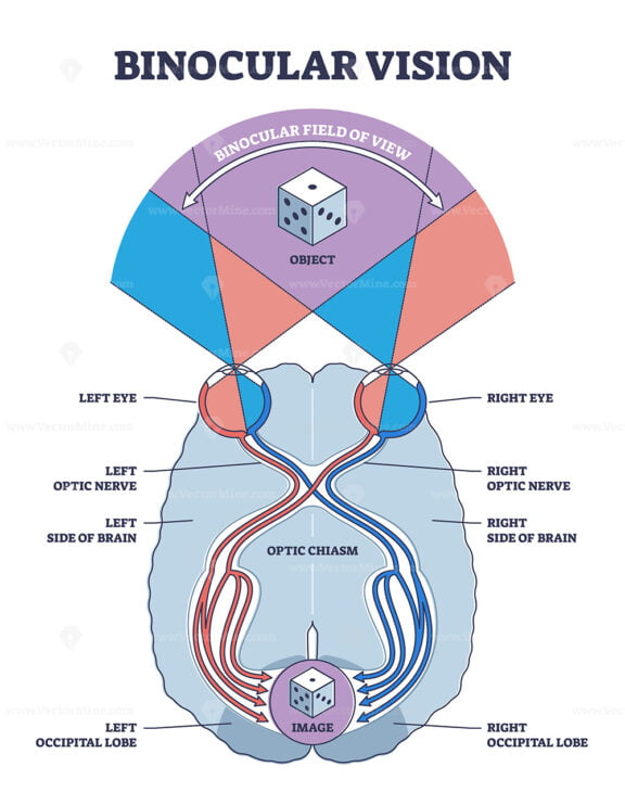 binocular vision 2 outline diagram 1