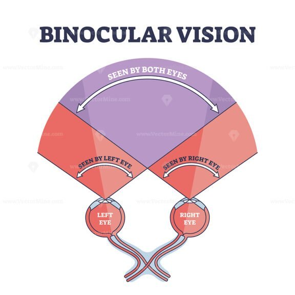 binocular vision 3 outline diagram 1