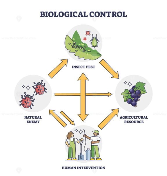 Biological Control With Insect Pest And Human Intervention Outline ...