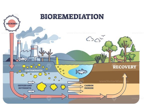 bioremediation 2 outline diagram 1