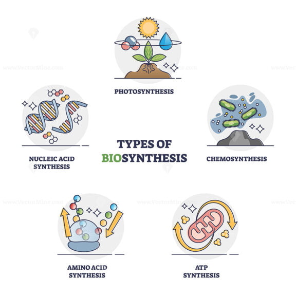 biosynthesis outline diagram 1