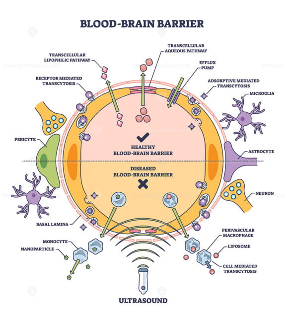 Blood brain barrier or BBB as immunological feature of CNS outline diagram