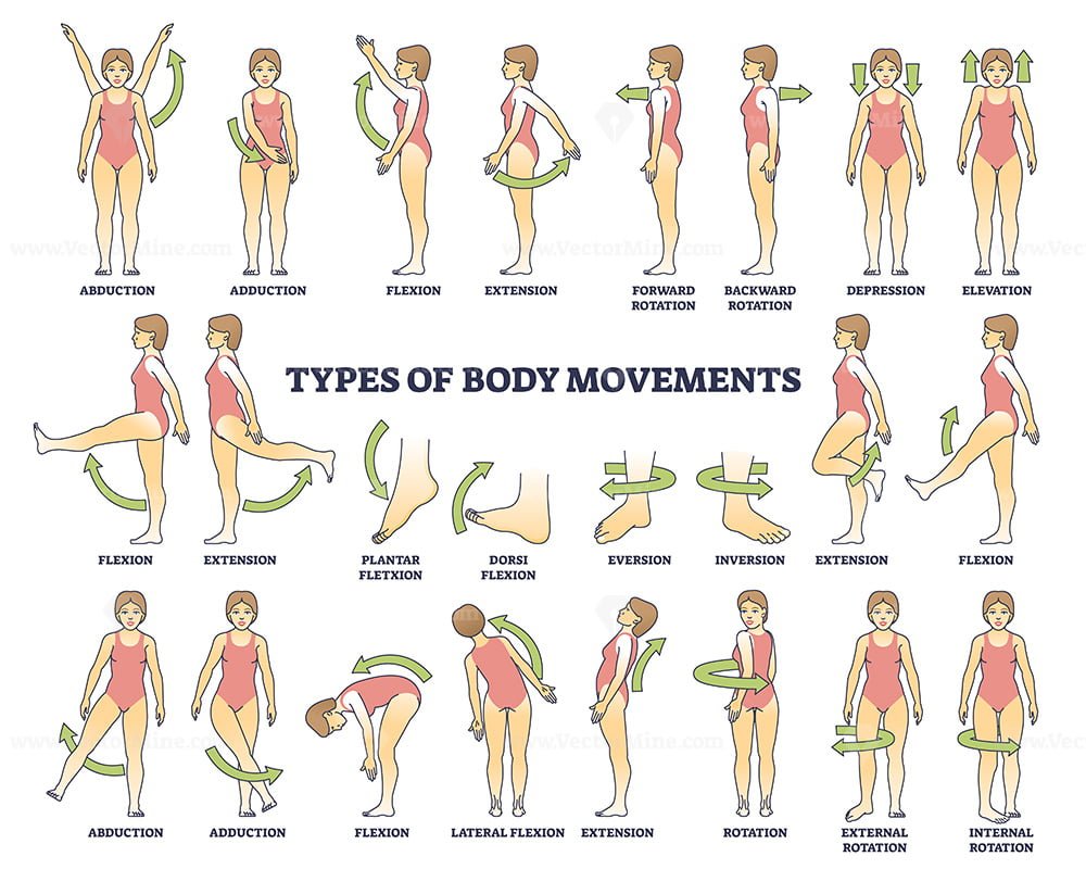 Body movement types with medical physical motion explanation outline  diagram - VectorMine