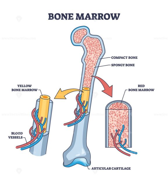 Bone marrow anatomy for red blood cells production outline diagram