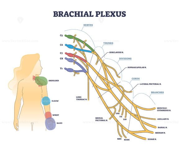 brachial plexus 2 outline diagram 1