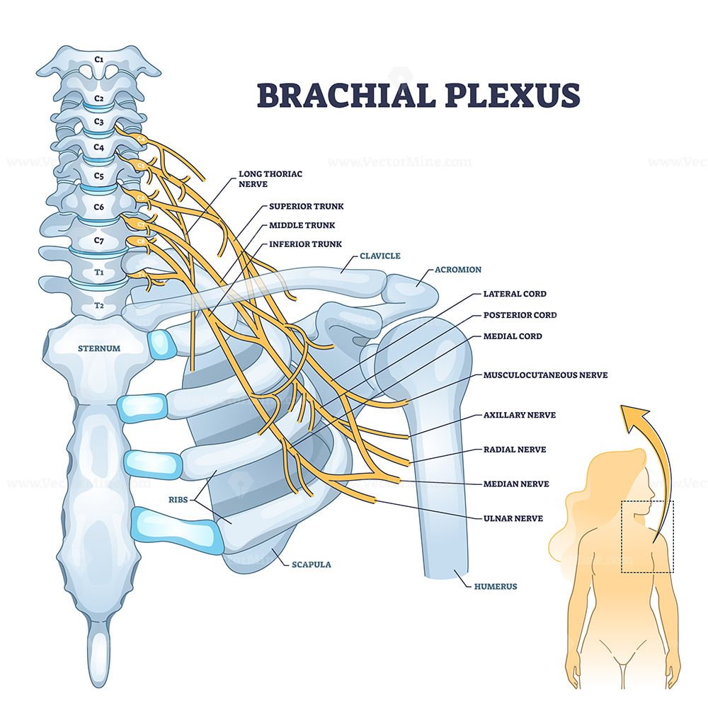 Brachial plexus network of nerves in the shoulder structure outline