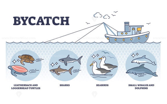 Bycatch problem with unwanted animal capture in fishing outline diagram