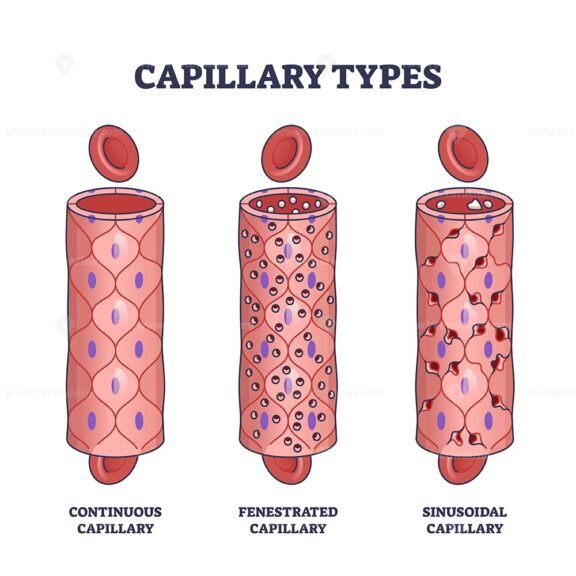 Capillary types with continuous, fenestrated and sinusoidal outline diagram