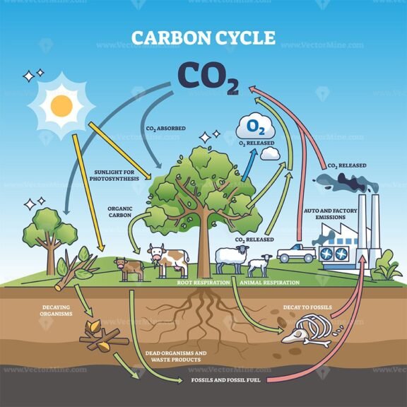 carbon cycle diagram outline 1