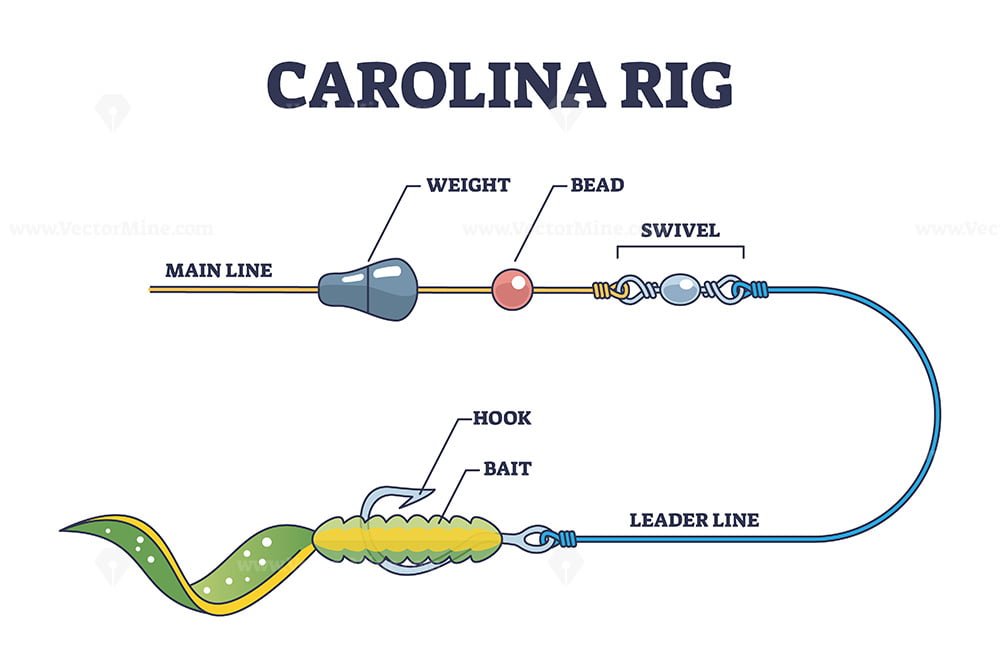 Carolina rig and fishing bait method for bass fish catching outline diagram  - VectorMine