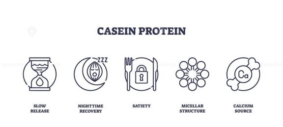 casein protein icons outline 1