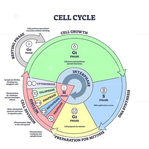 cell cycle diagram outline 1