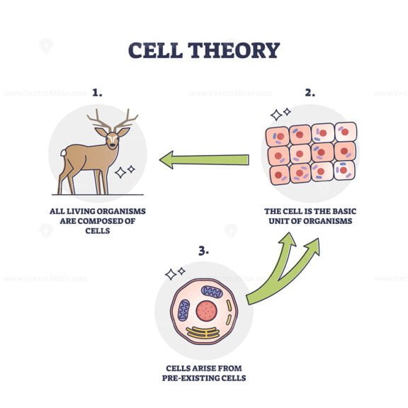 Cell theory for evolution and pre existing cells development outline