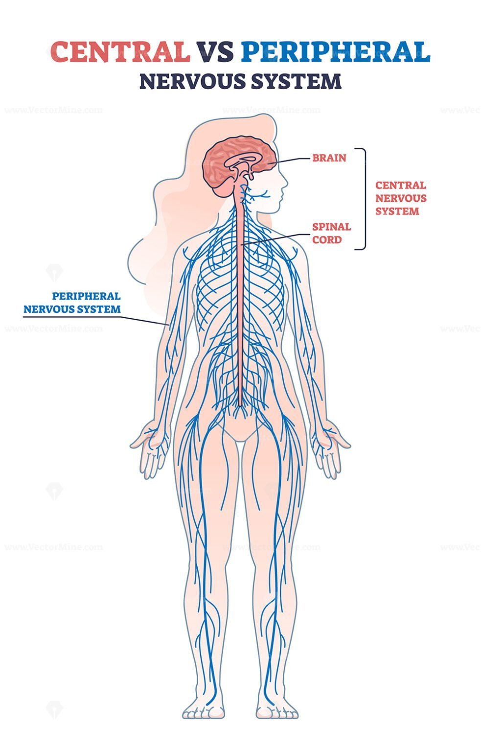 Central Vs Peripheral Nervous System Anatomy Comparison Outline Diagram VectorMine