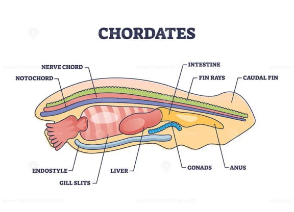 chordates outline 1