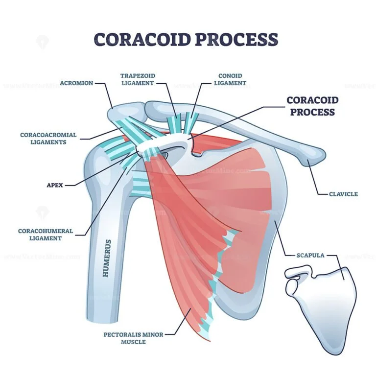 Coracoid process with anatomical osseous skeletal structure outline ...