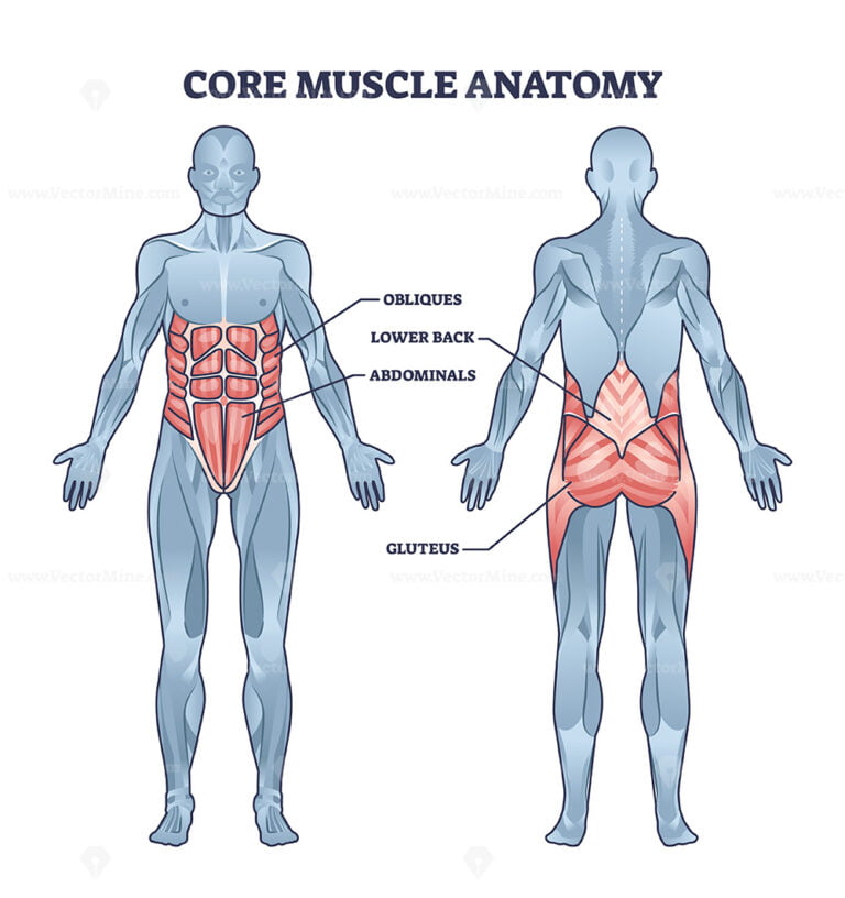 Core muscle anatomy with obliques, abdominals and gluteus outline ...