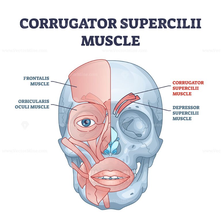 Corrugator supercilii muscle anatomy for eyebrows movement outline