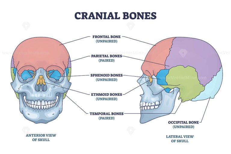 Cranial Bones Anatomy And Skull Skeleton Medical Division Outline Diagram Vectormine 4652