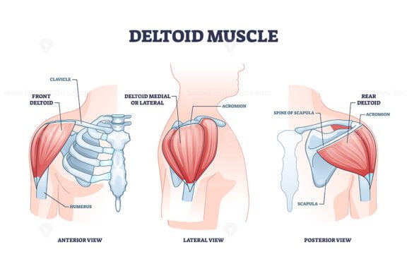 deltoid muscle outline 1