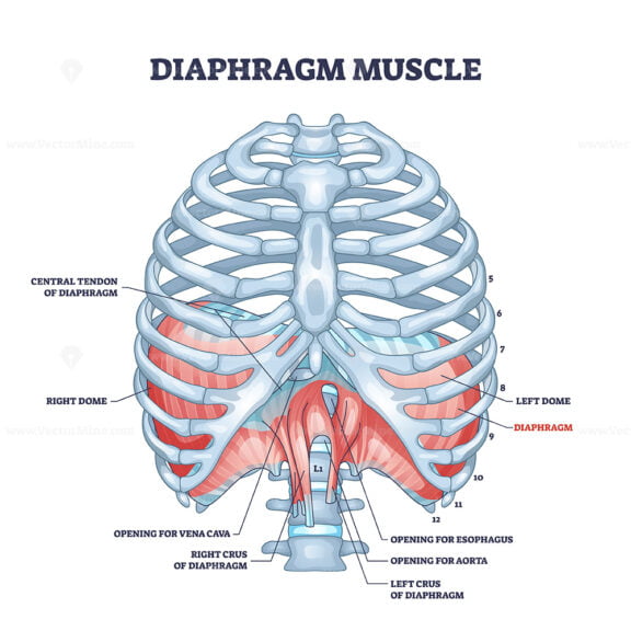 diaphragm 2 outline 1