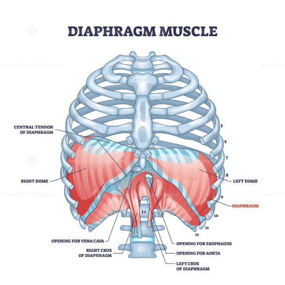 diaphragm 3 outline 1