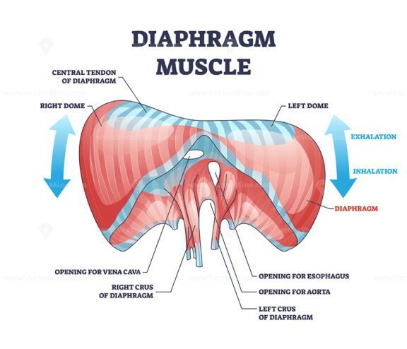 diaphragm 4 outline 1