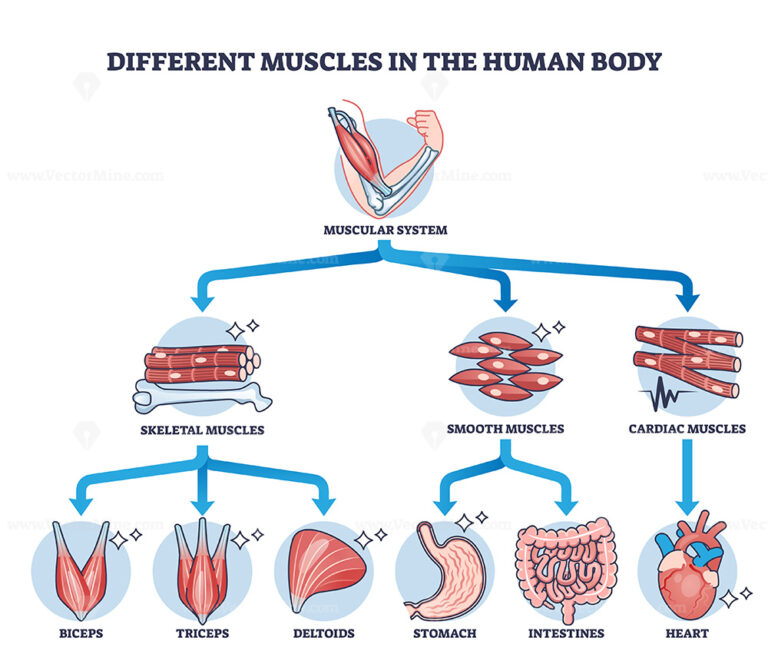 Different muscles in human body and muscular classification outline ...