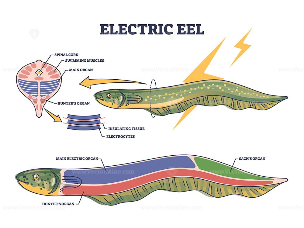 Electric eel anatomy as fish structure with inner organs outline ...