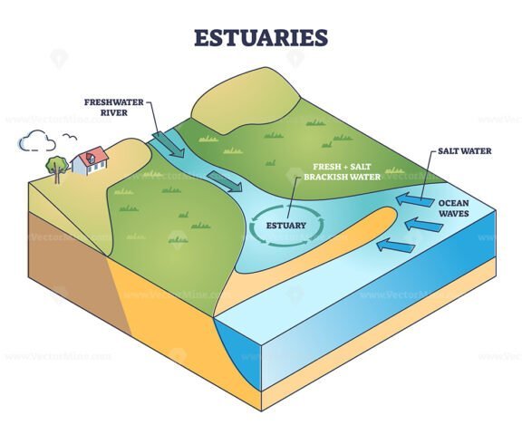 estuaries outline diagram 1