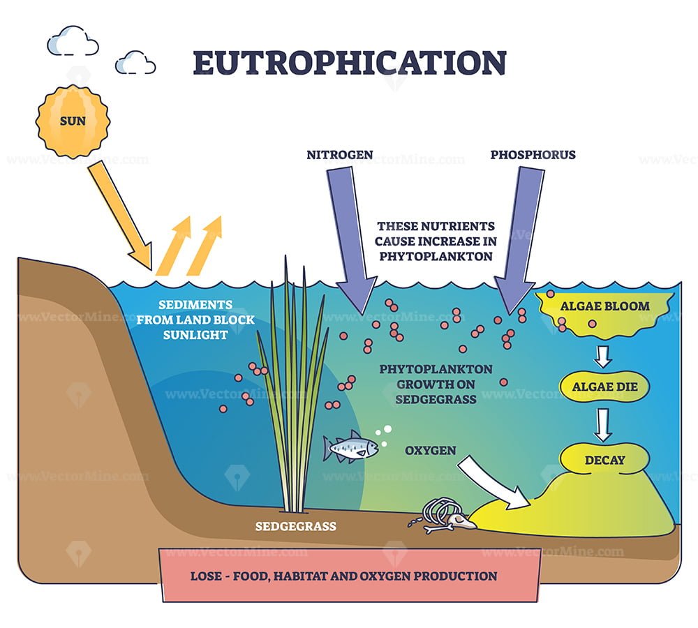 Eutrophication process explanation and water pollution stages outline