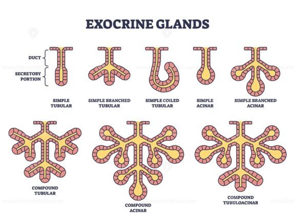 exocrine glands outline diagram 1