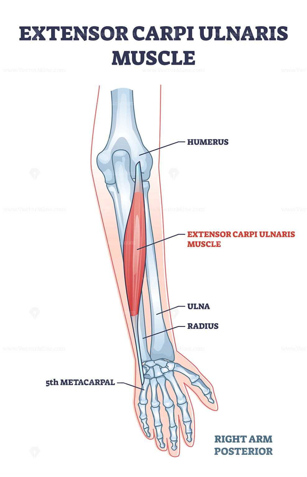 Extensor carpi radialis longus muscle with arm and hand bones outline ...