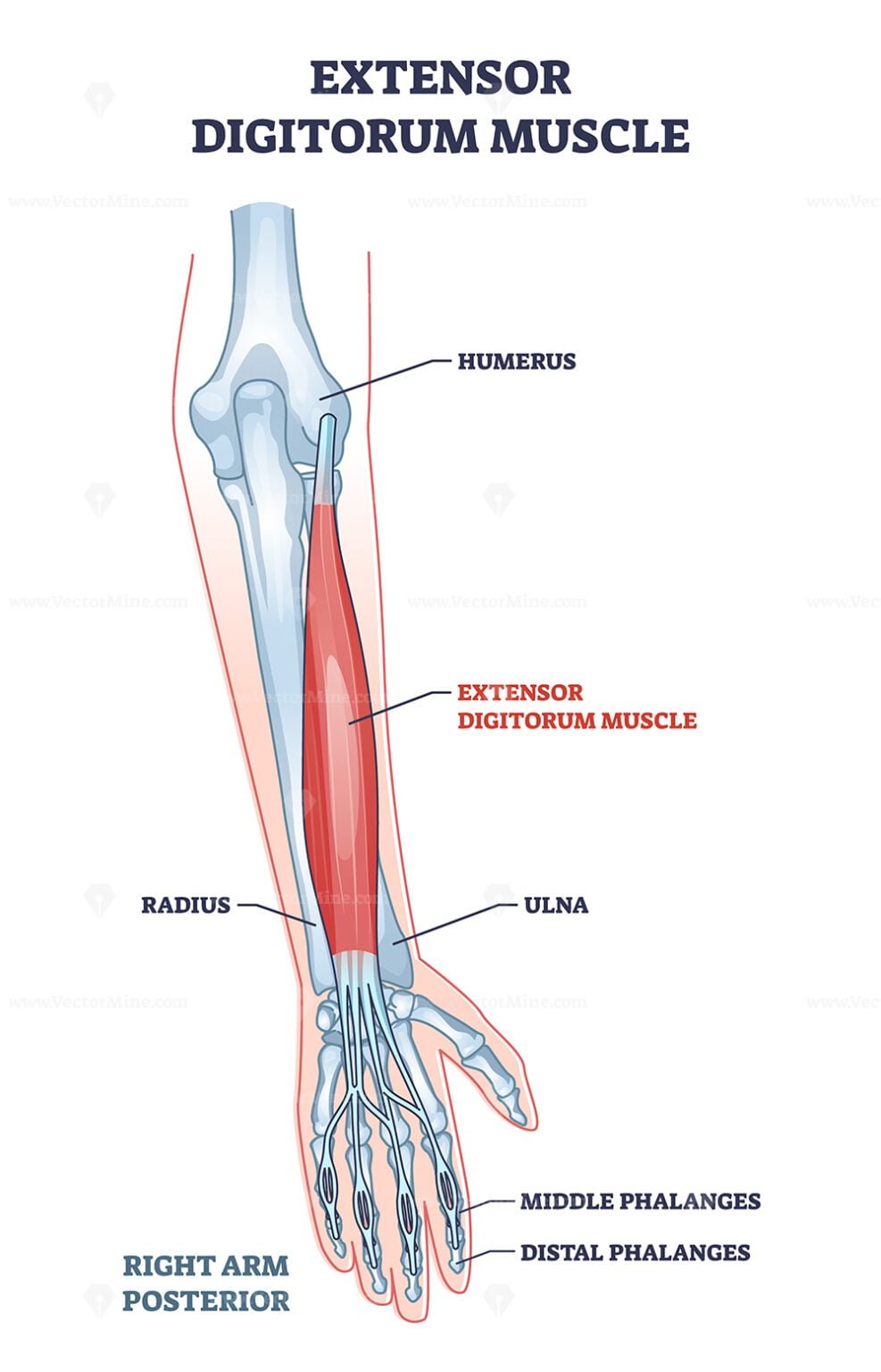 Extensor digitorum muscle with human arm posterior bones outline ...