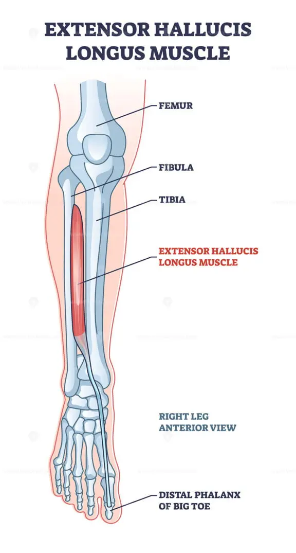 extensor hallucis longus outline 1