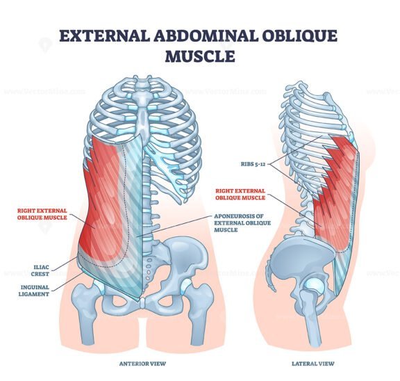 external oblique outline 1