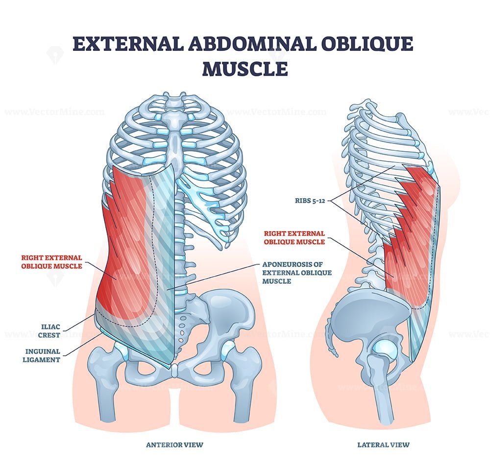 external and internal obliques
