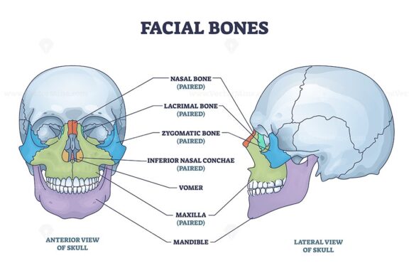 facial bones outline diagram 1