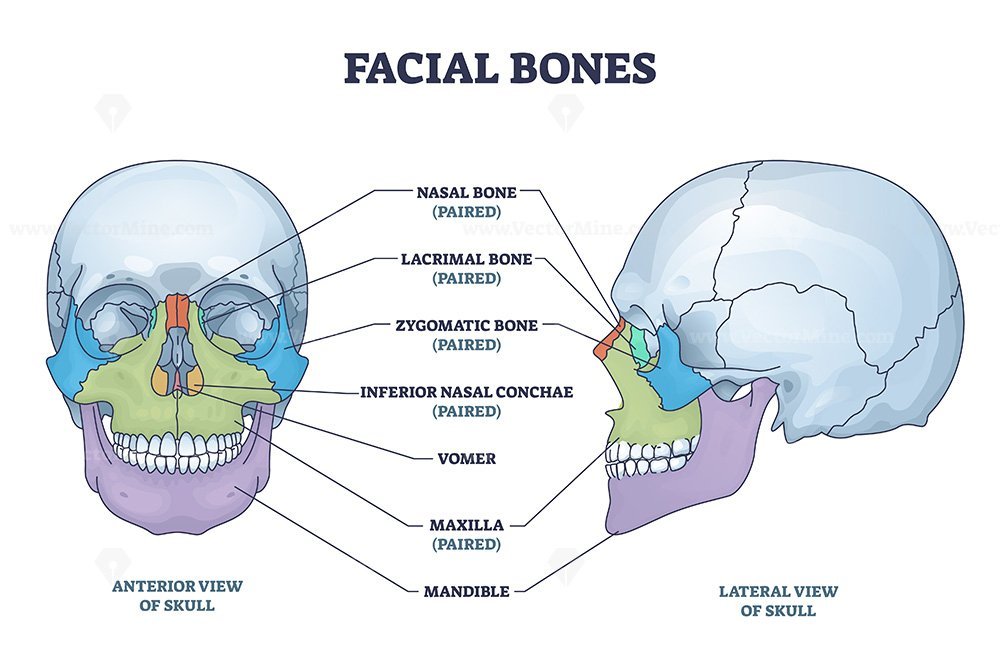 Facial bones with anterior and lateral view of human skull outline ...