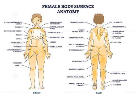 female body surface anatomy outline diagram 1