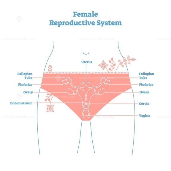 female reproductive system